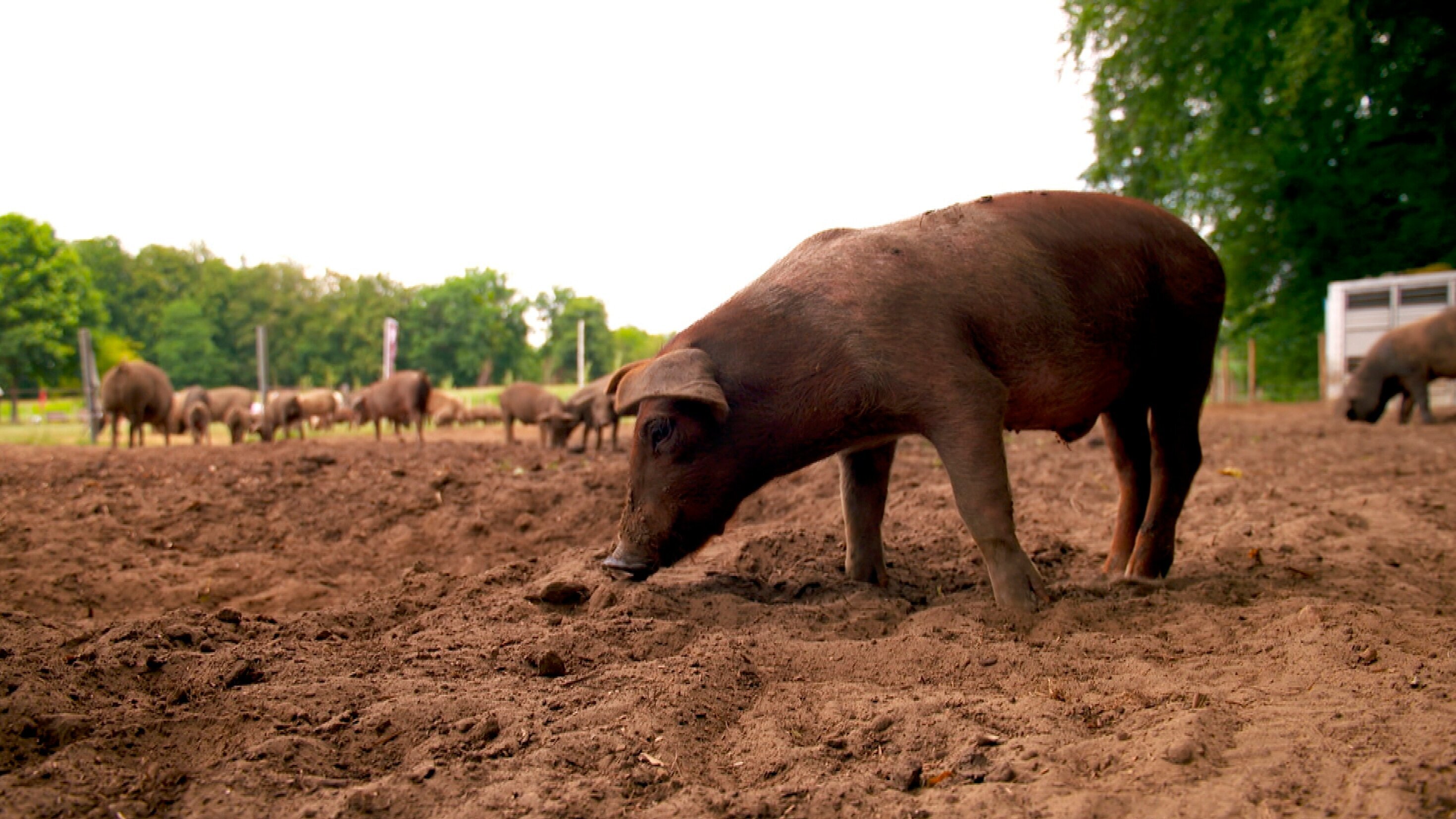 Unsere eigene Farm