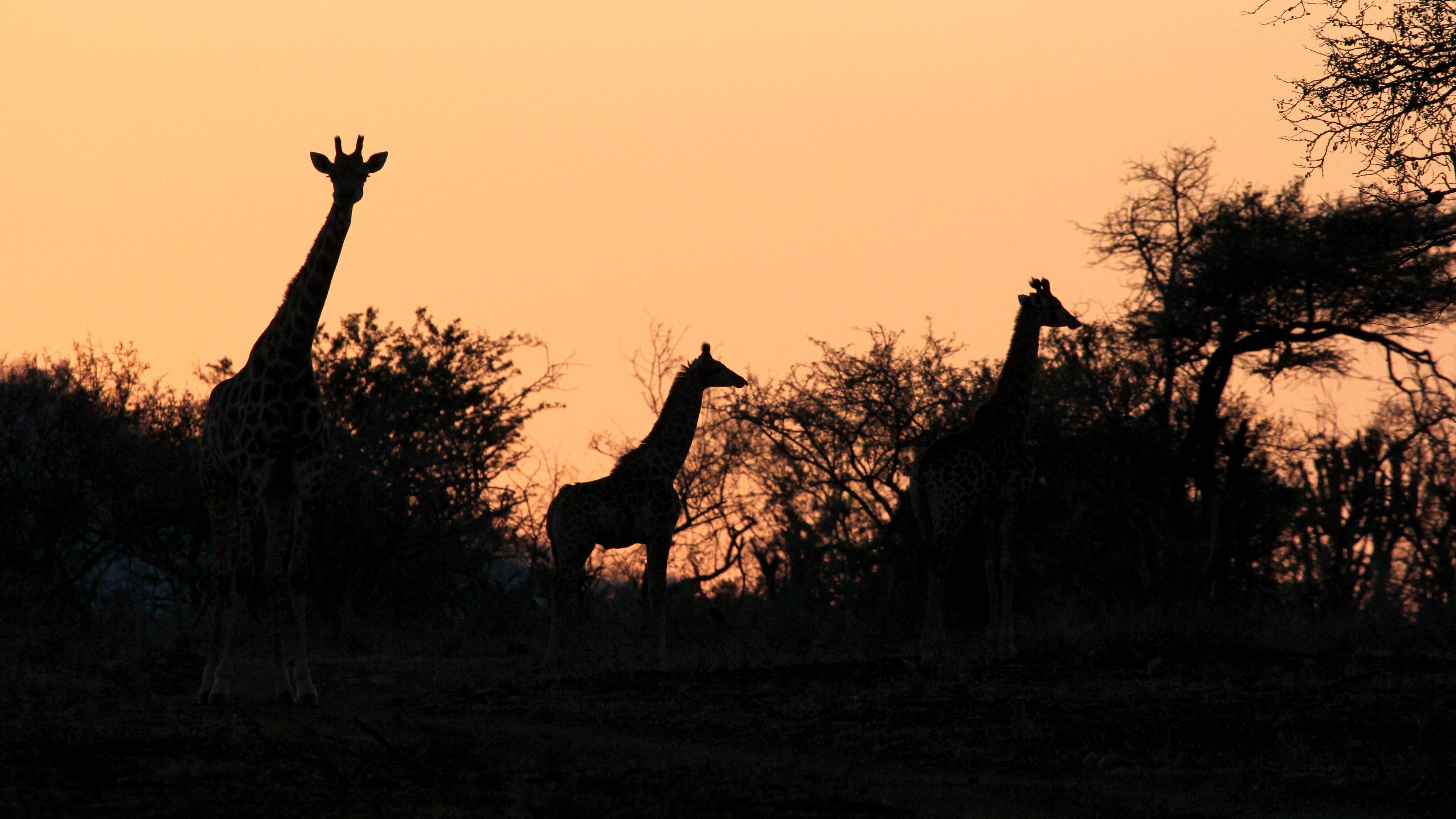 Juwel der Elefantenküste – Afrikas Wunderland Isimangaliso