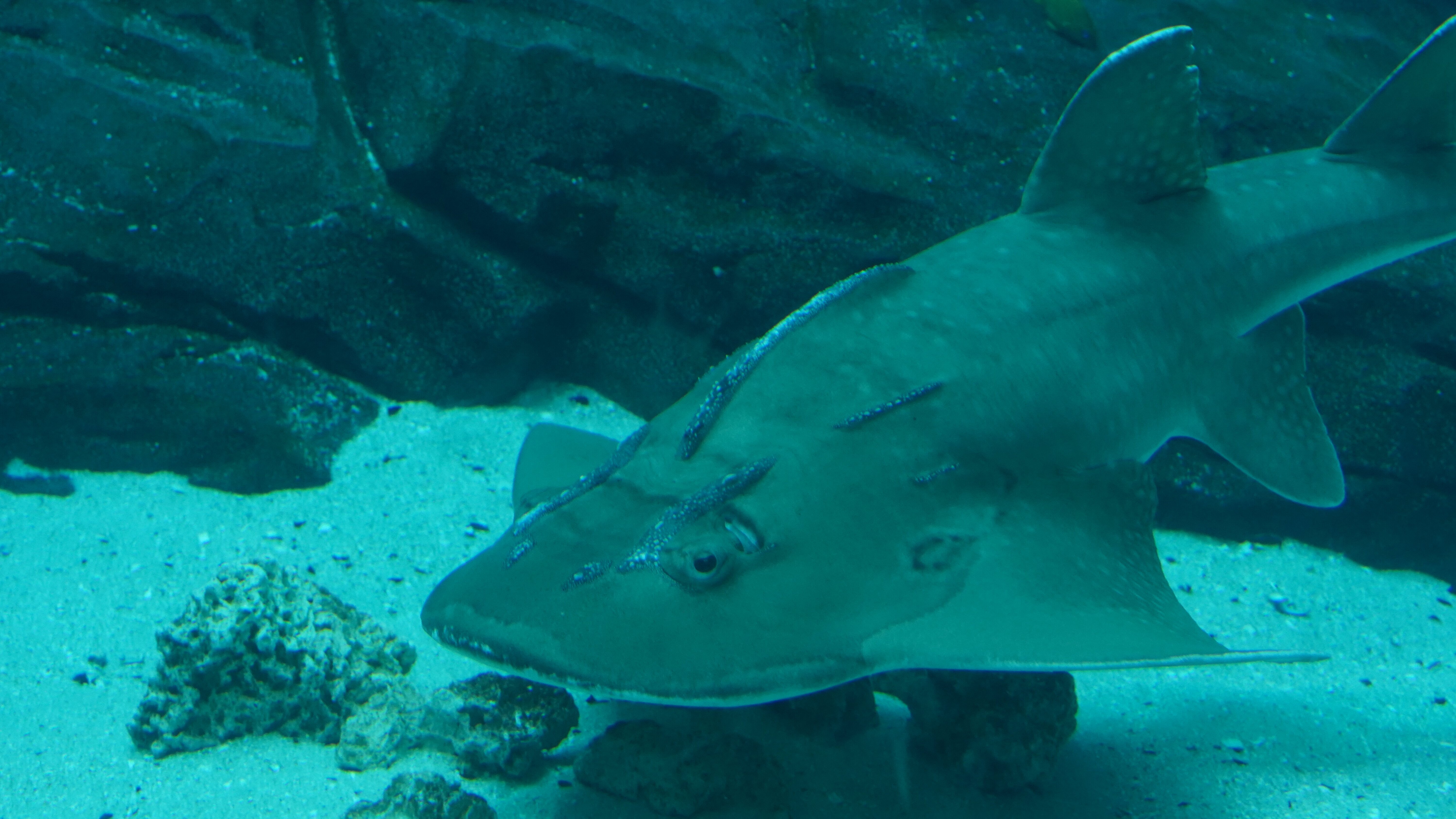 Das Atlanta-Aquarium