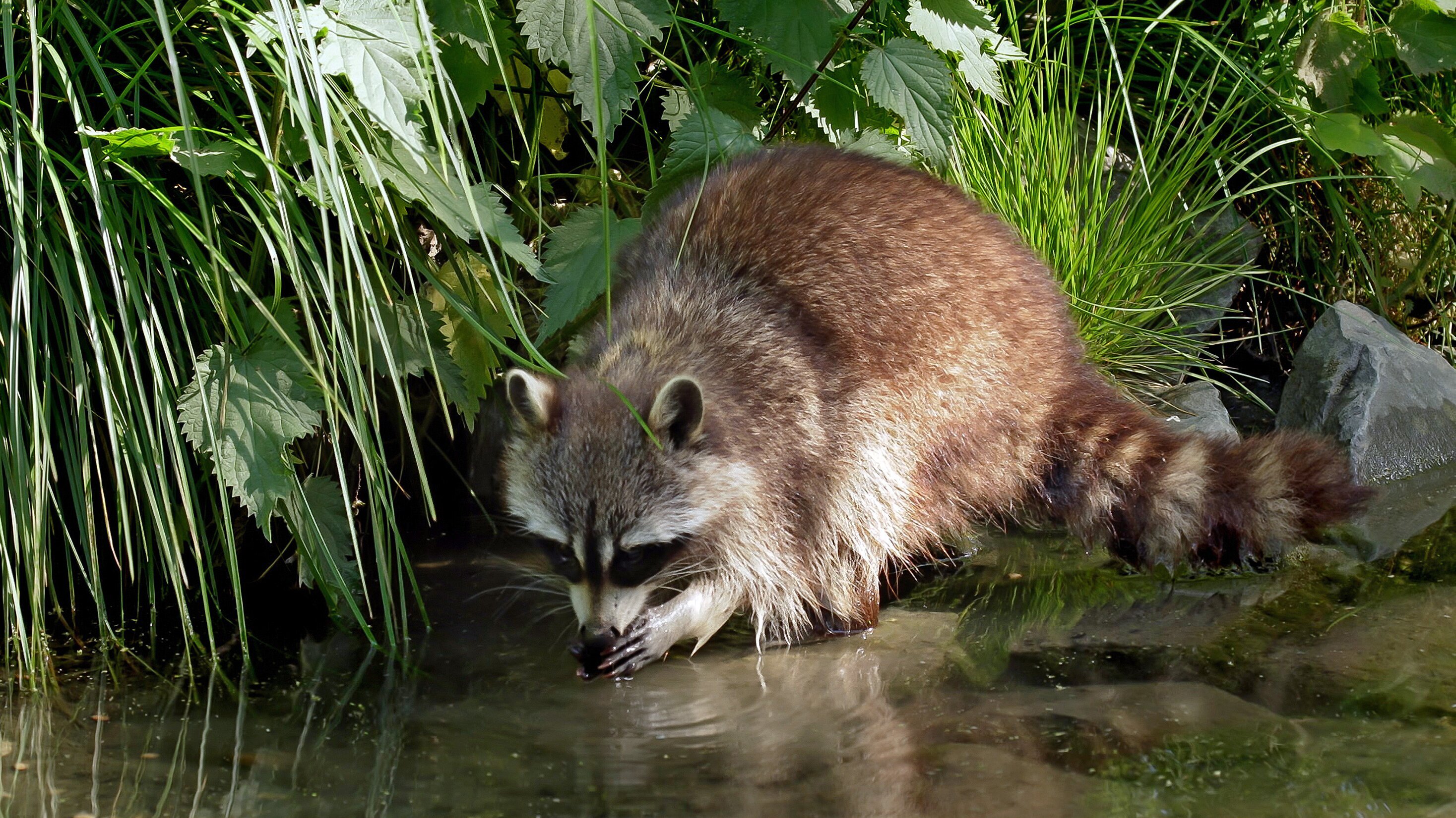 Das Bergische Land – Wasser, Wälder, Wunderwelten