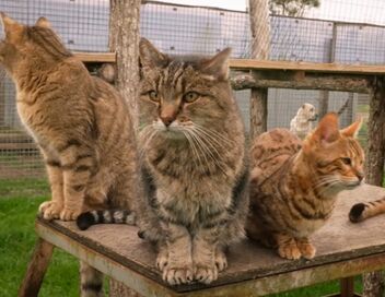 La vie secrète des chats