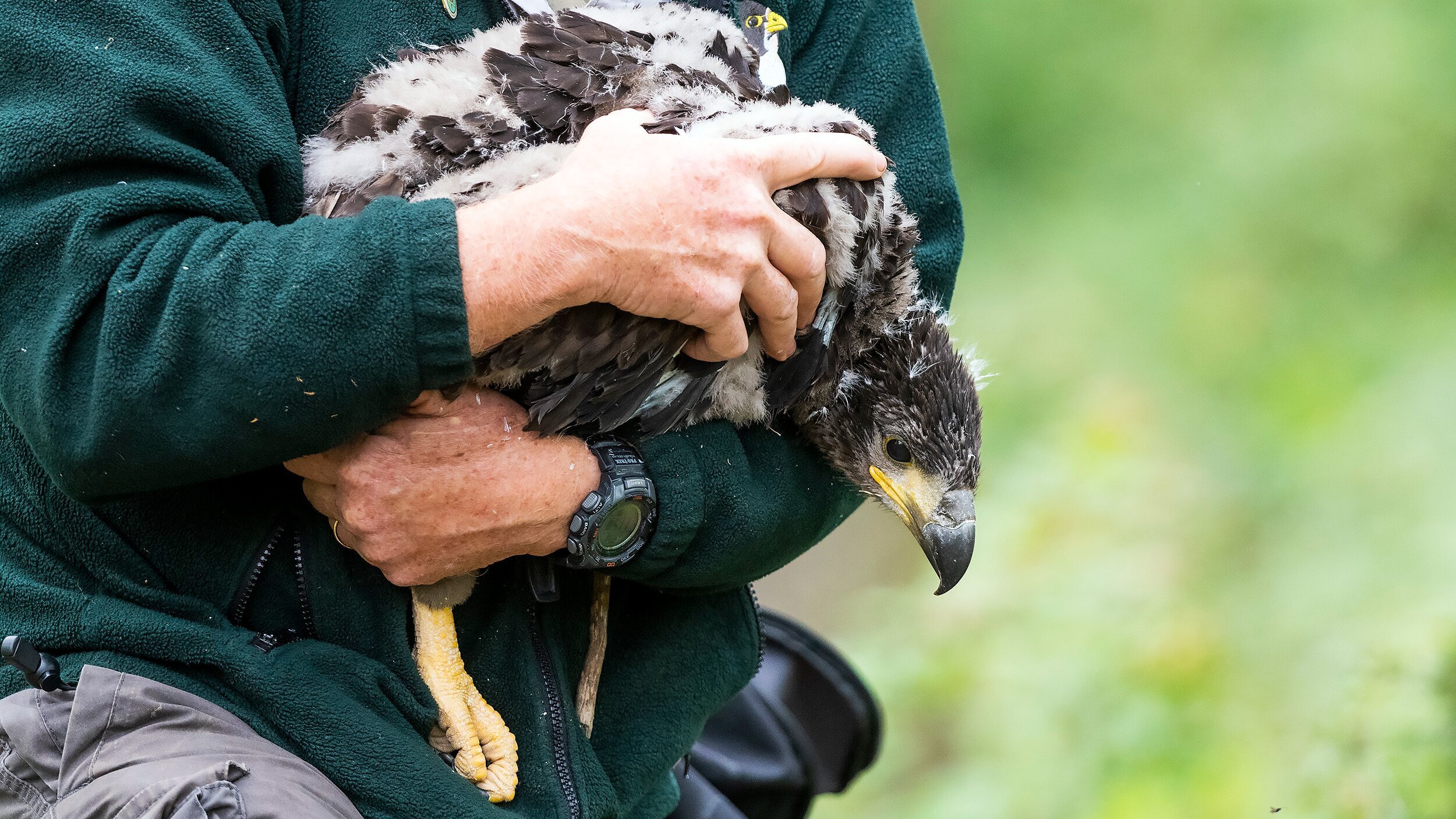 Braunkehlchen, Kiebitz & Kaiseradler – Wie retten wir Österreichs Vogelwelt?