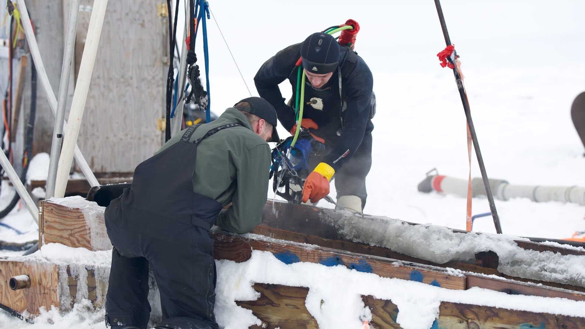 Goldtaucher der Beringsee