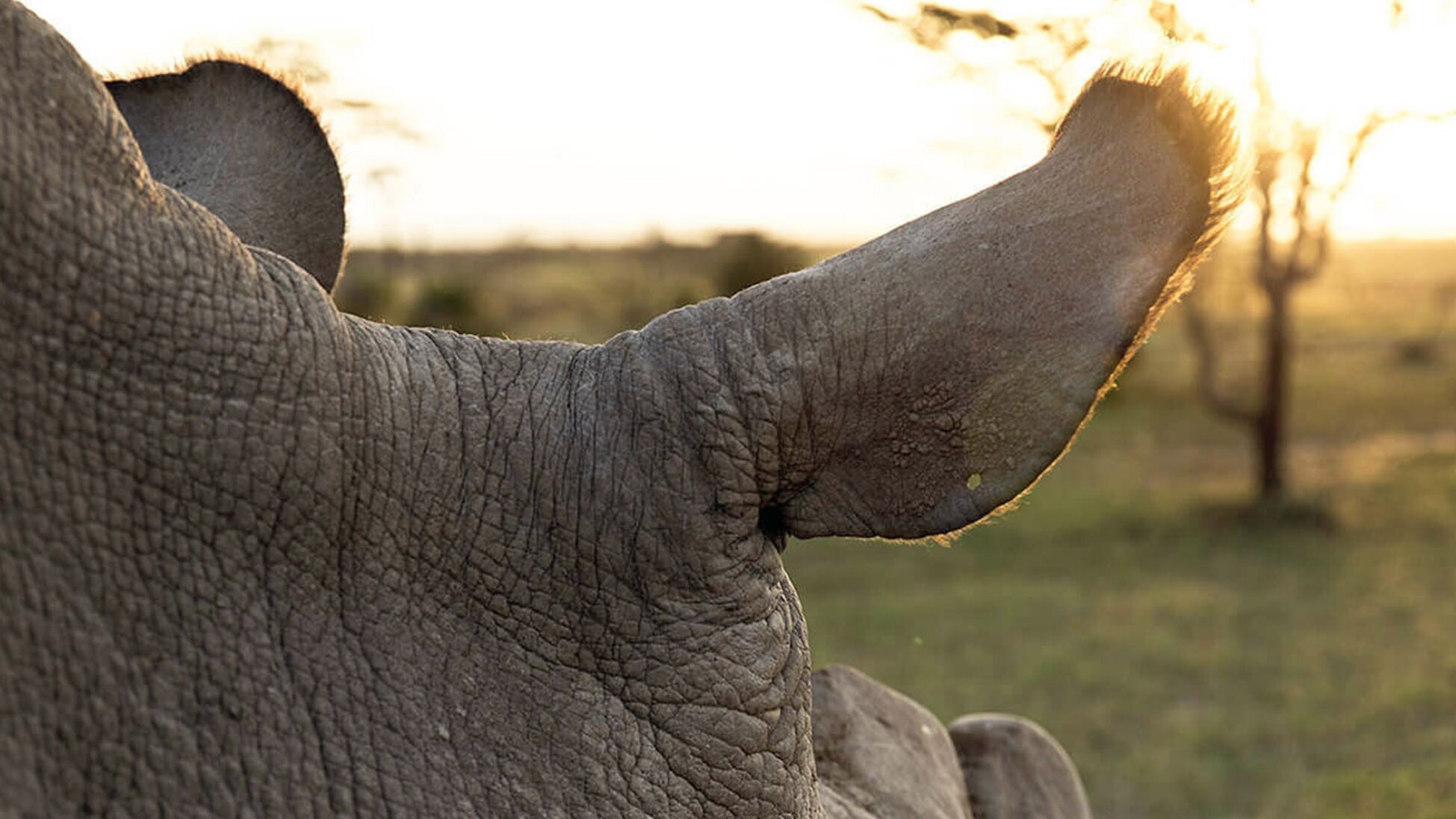 Das letzte Weiße Nashorn