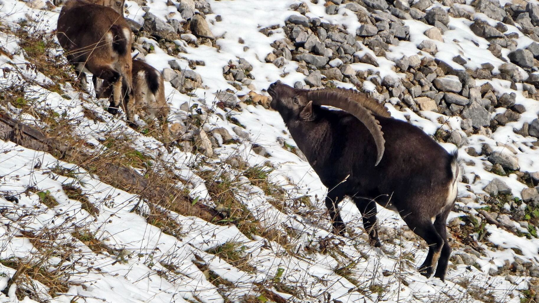 Steinböcke für die Benediktenwand