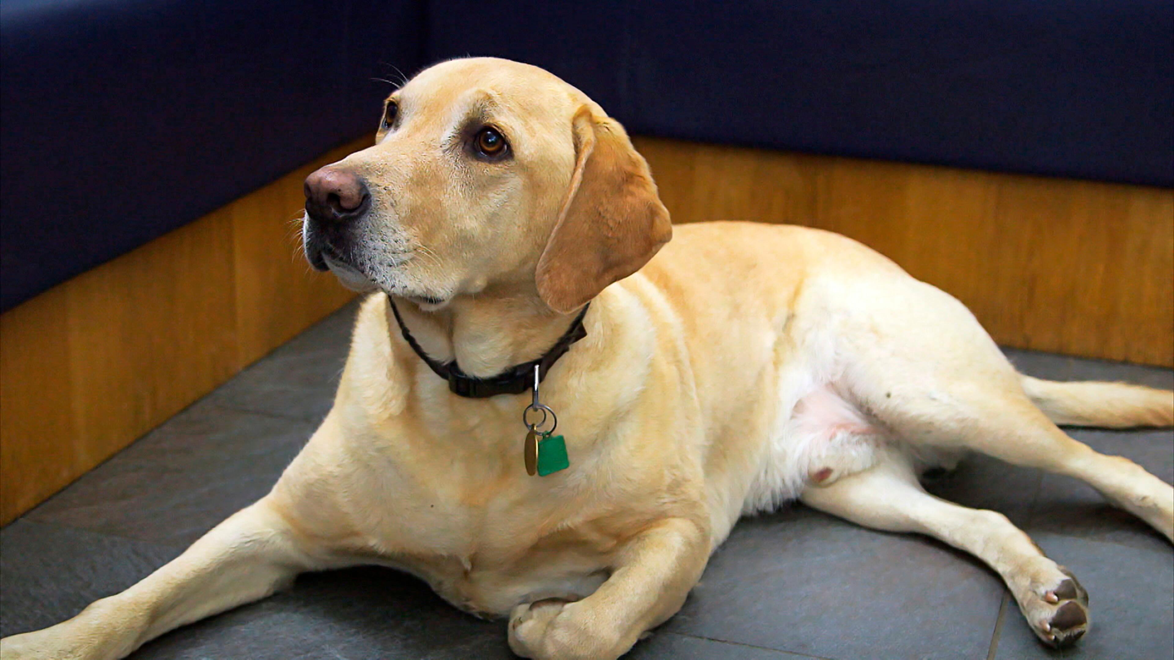 Der Super-Doc – Einsatz für 4 Pfoten