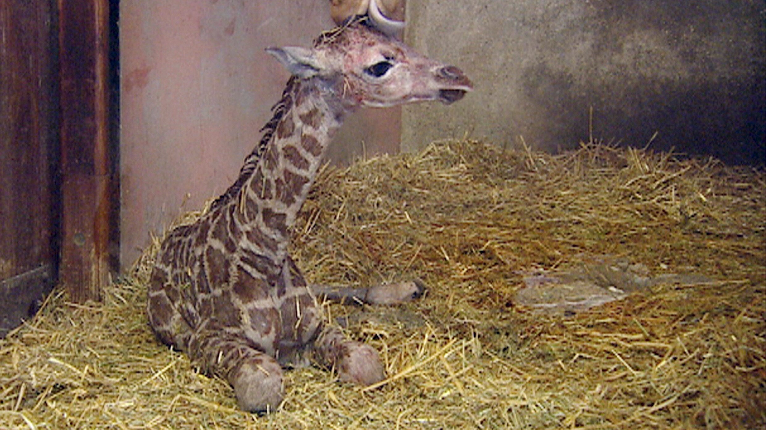 Leopard, Seebär & Co.