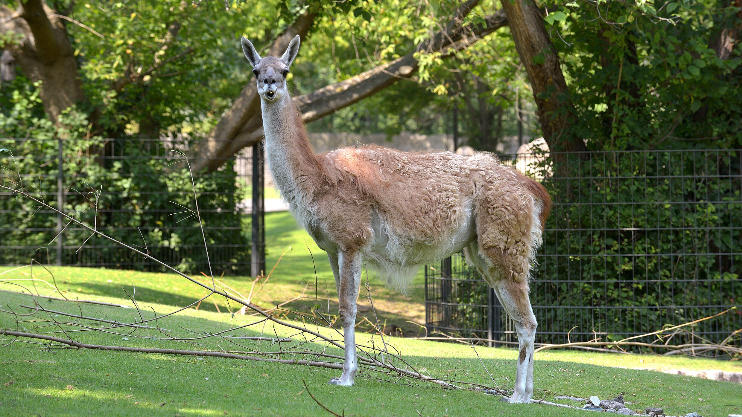 Panda, Gorilla & Co.