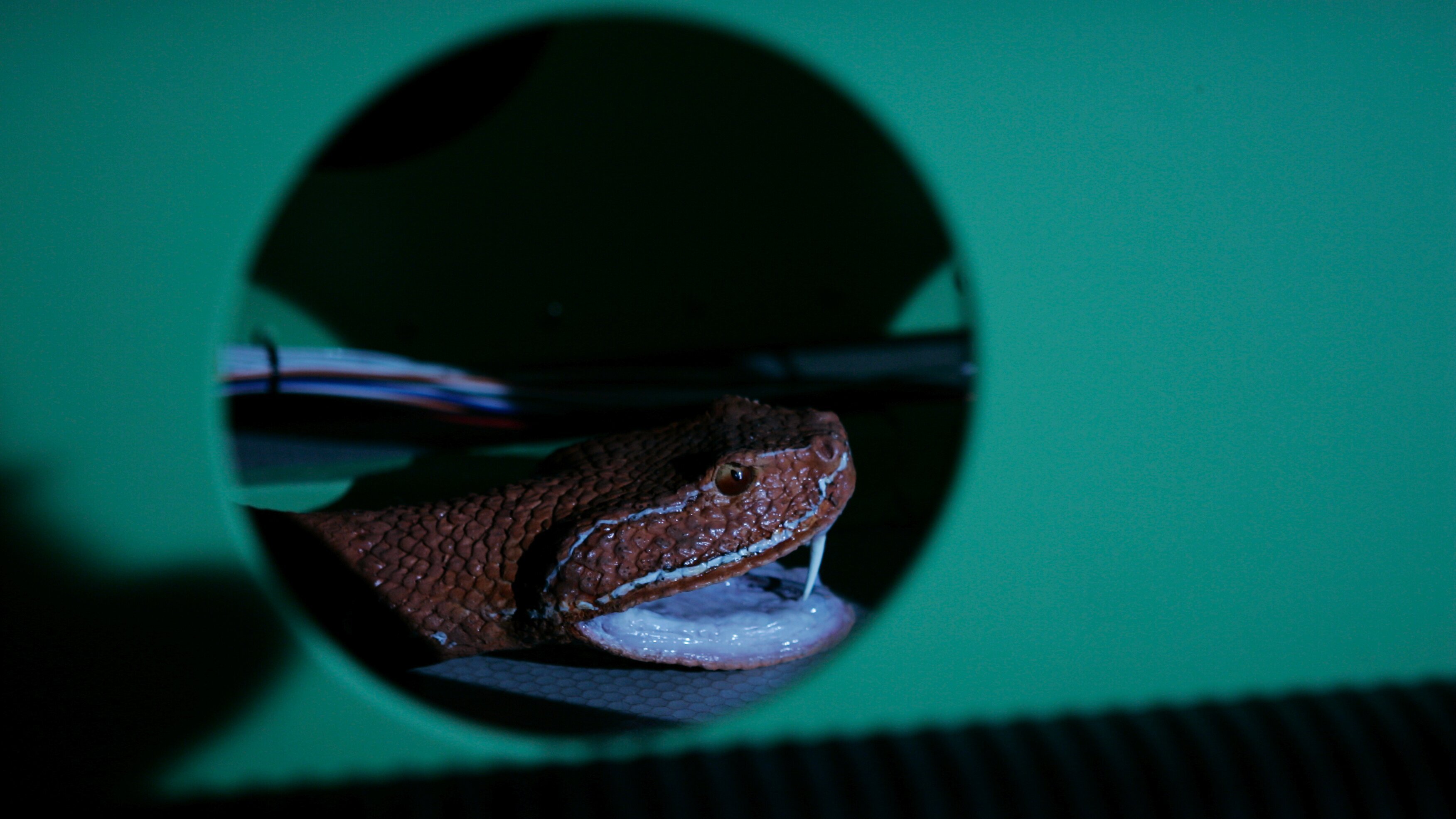 Snakes on a Plane