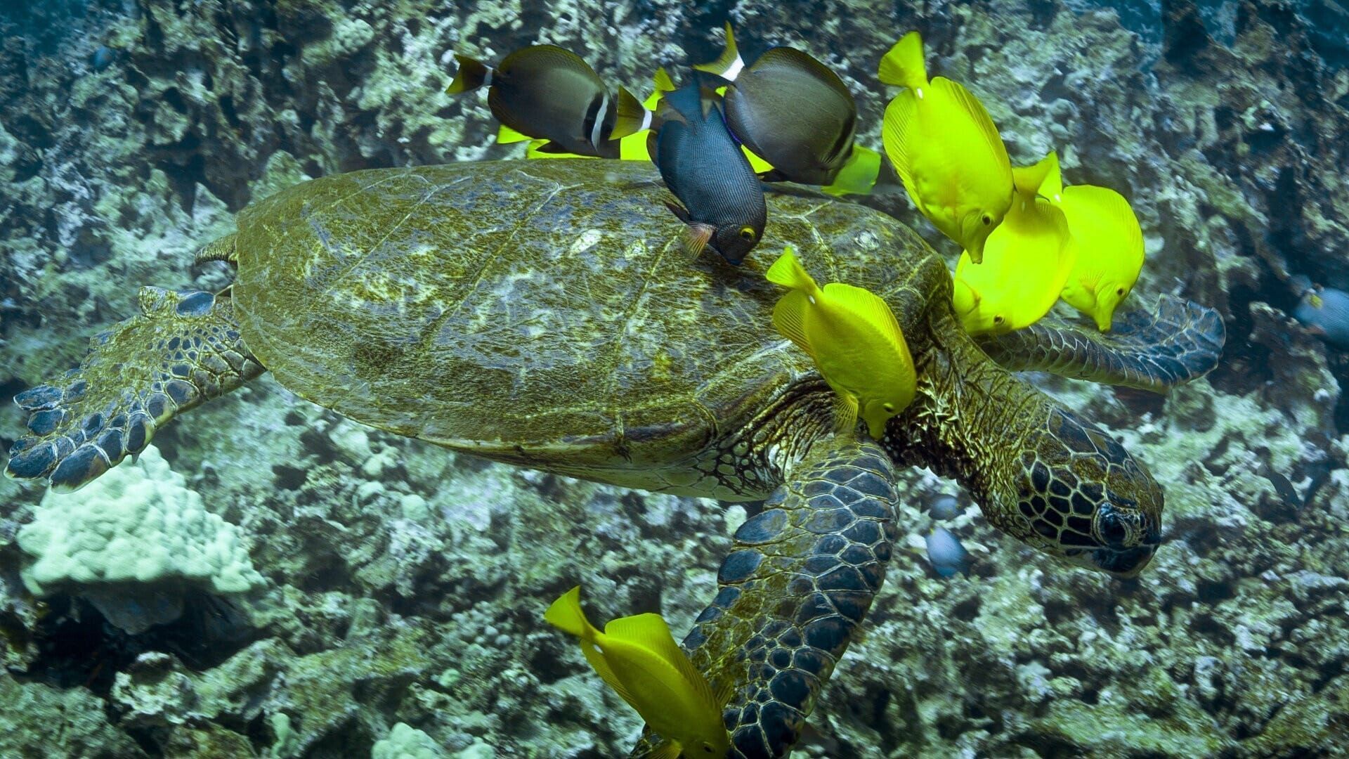 Hawaii (2) – Inseln der wilden Wunder