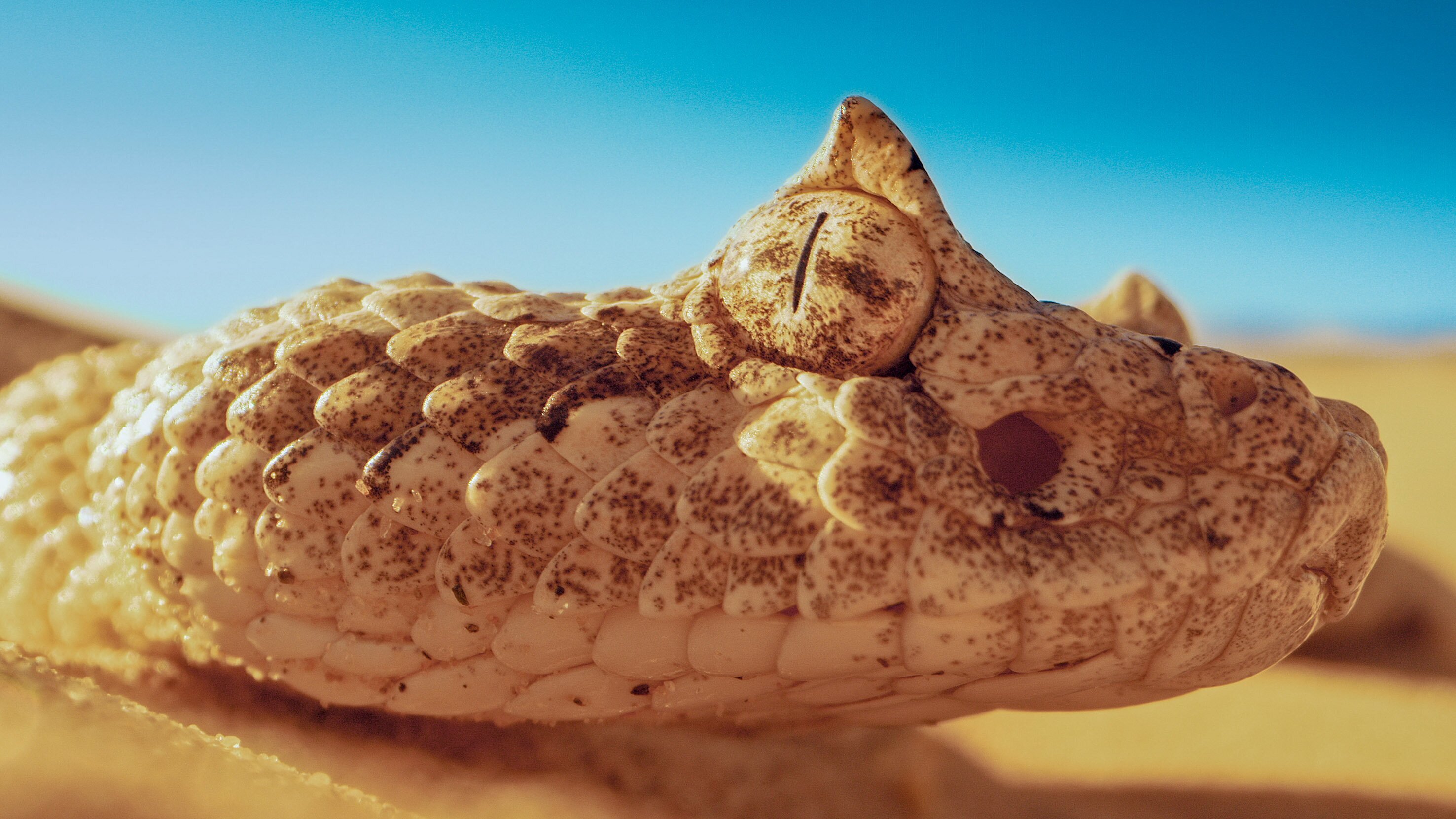 Durch das Jahr in der weltweiten Wildnis