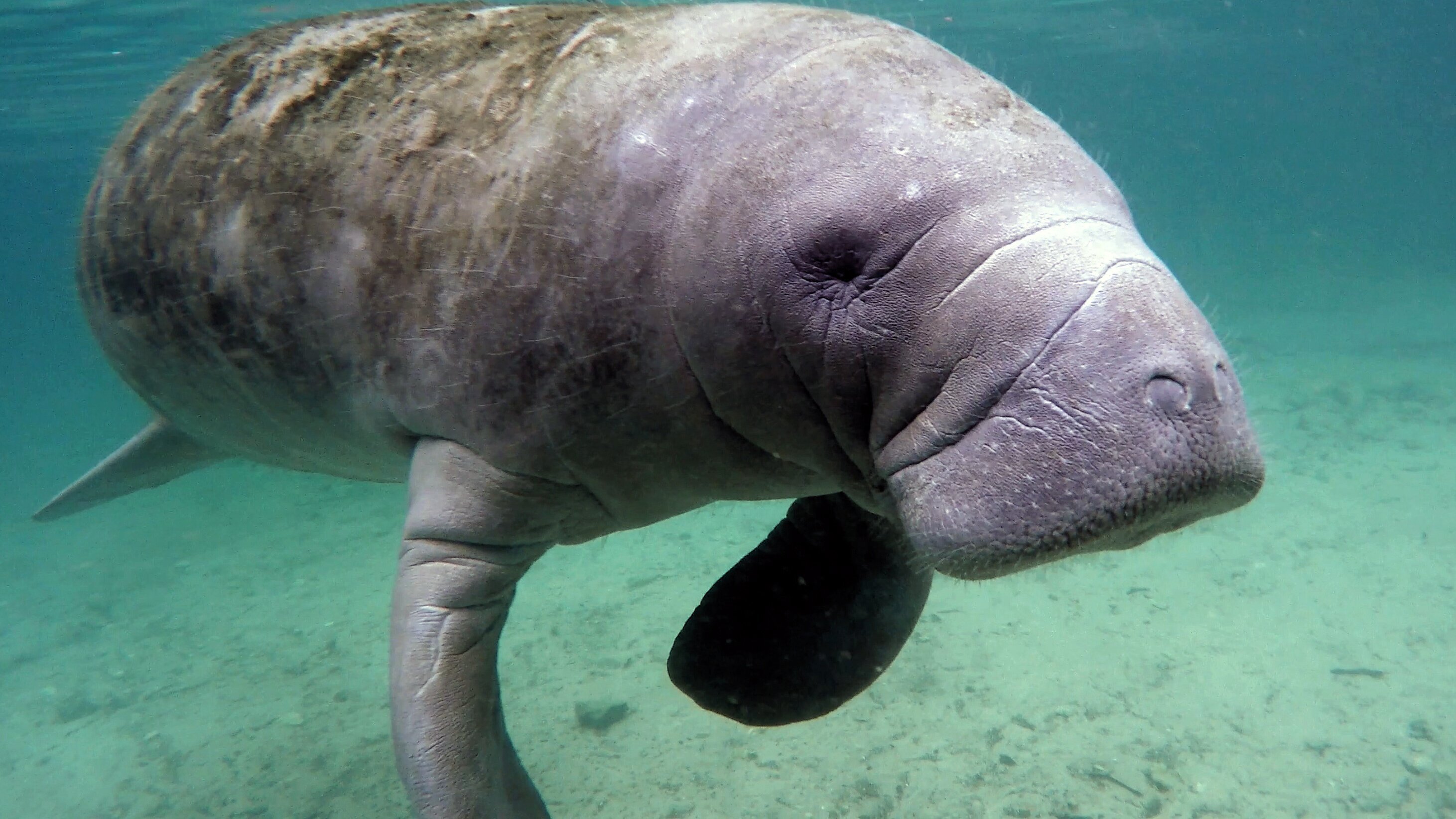 Durch das Jahr in der weltweiten Wildnis