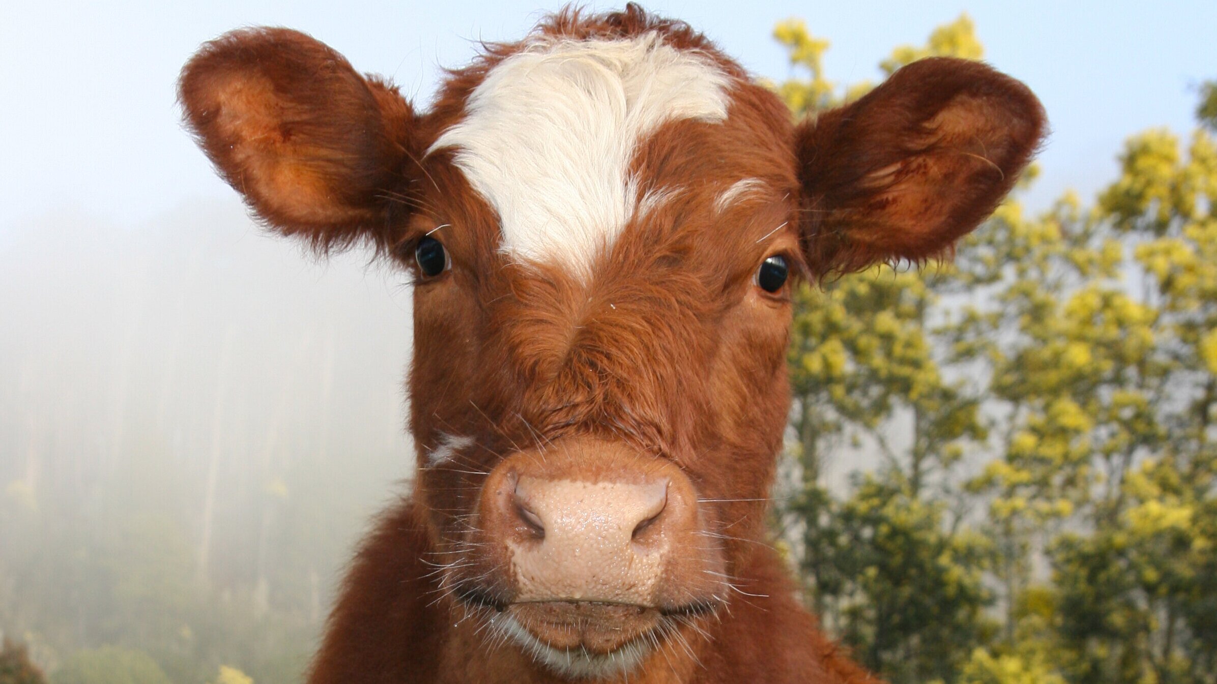 NANO: Echtes Fleisch ohne Tier – Die Zukunft schmeckt anders