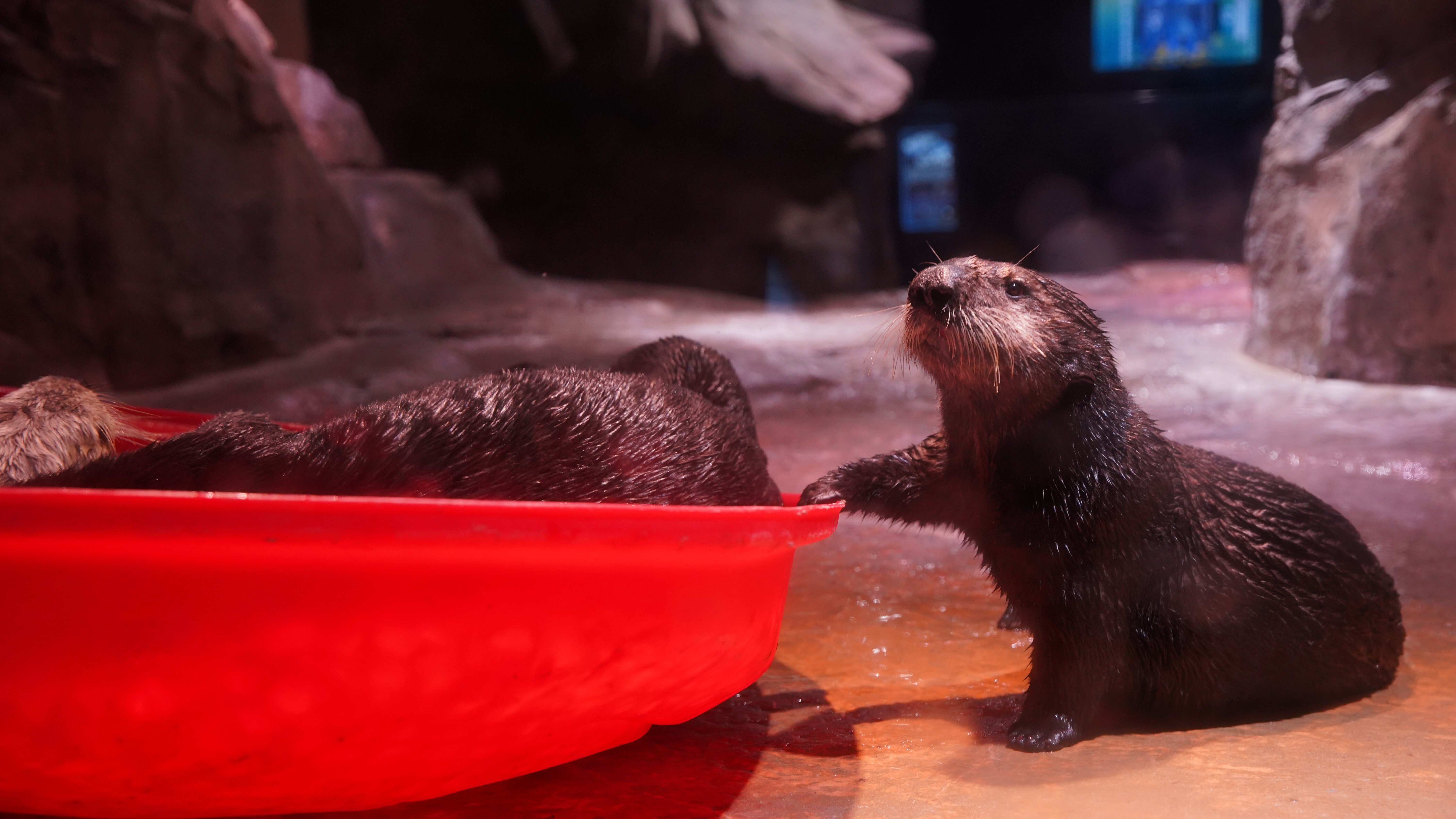 Das Atlanta-Aquarium