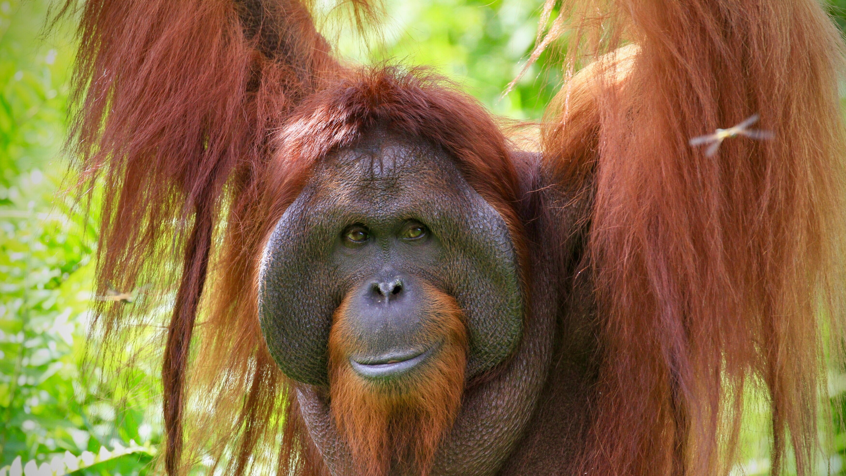 Orang-Utans – Borneos Waldmenschen