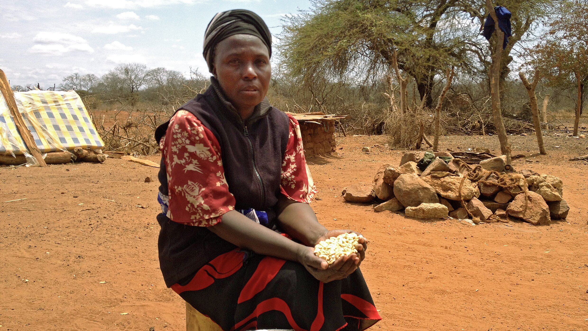 Die Maispflanze zwischen Hunger und Profit