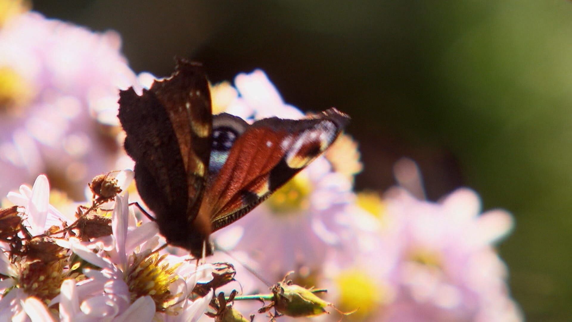 Das Land blüht auf – Natur in Salzburgs Gartenparadiesen