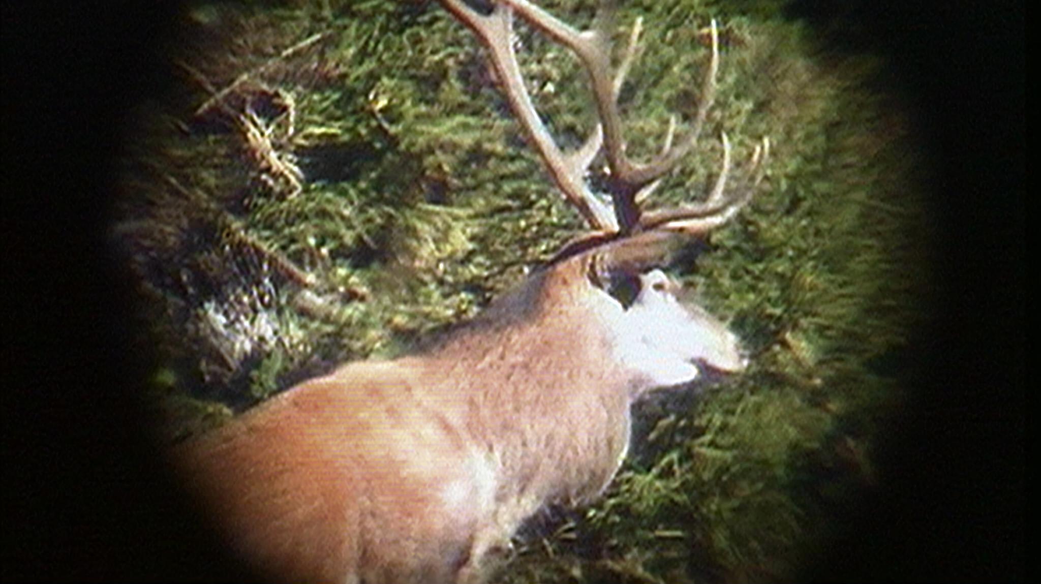 Gehegt und gejagt – Der Hirsch