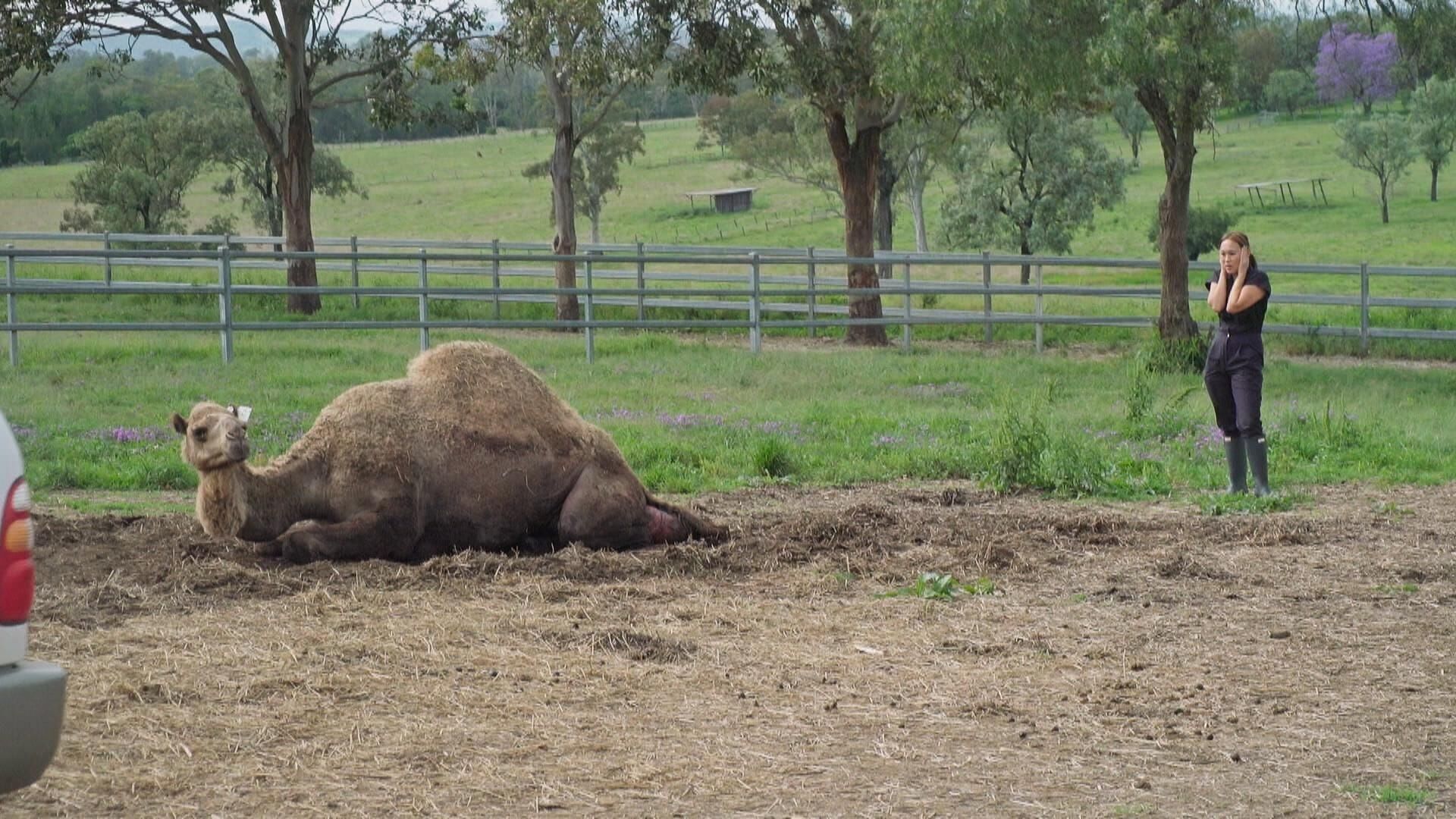 Australiens Tierrettung – Einsatz am Bondi Beach