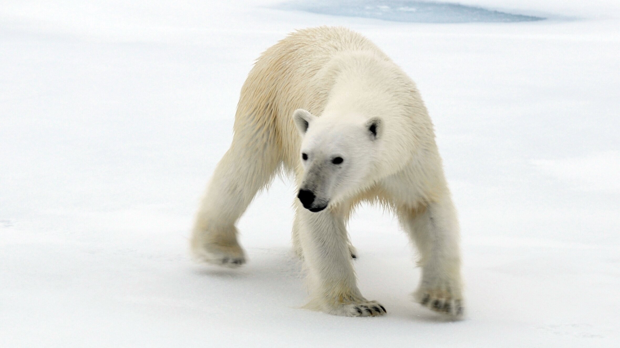 Nach der langen Nacht – Der Winter in Spitzbergen