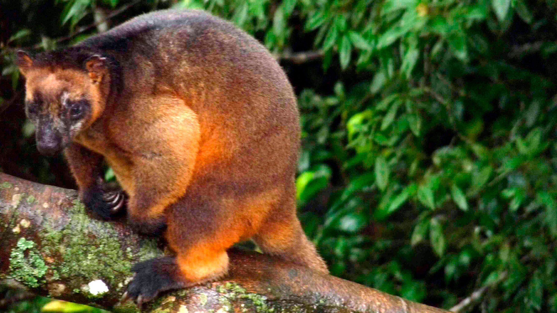 Was macht ein Känguru im Baum?