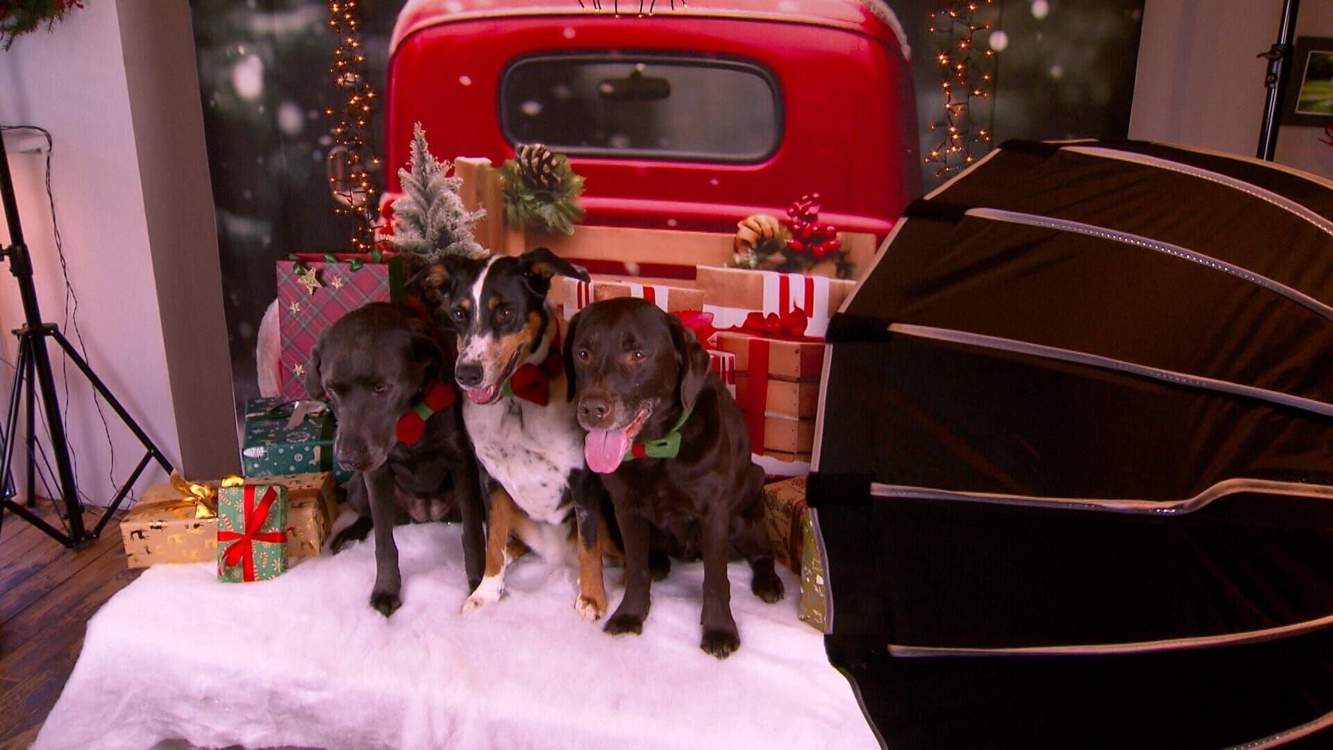 Das Geschäft mit dem guten Gewissen