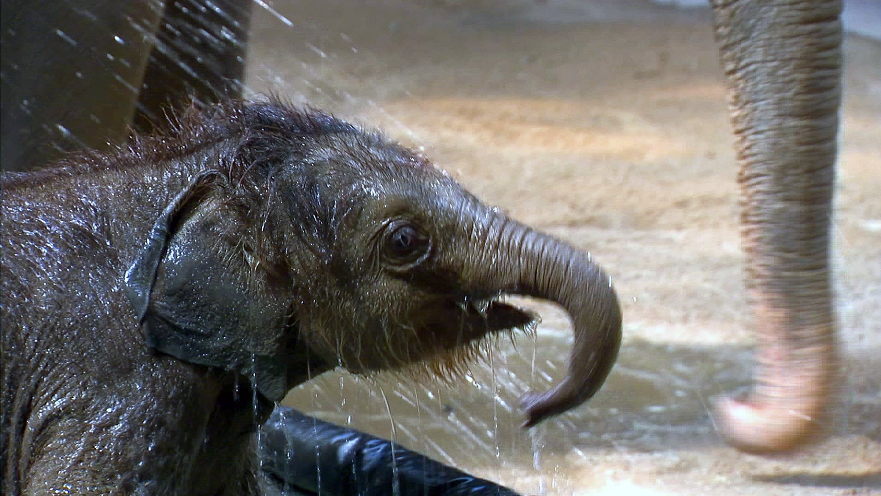 Elefant, Tiger & Co. – Spezial