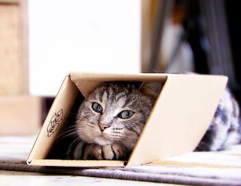 La vie secrète des chats