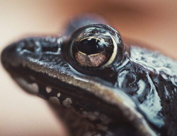 La fabuleuse aventure des amphibiens