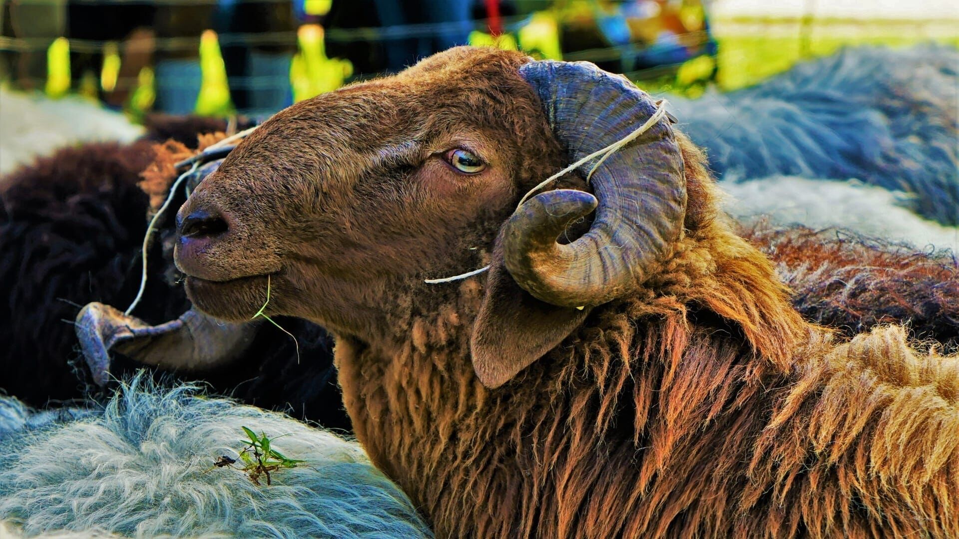 Durch das bayerische Alpenland