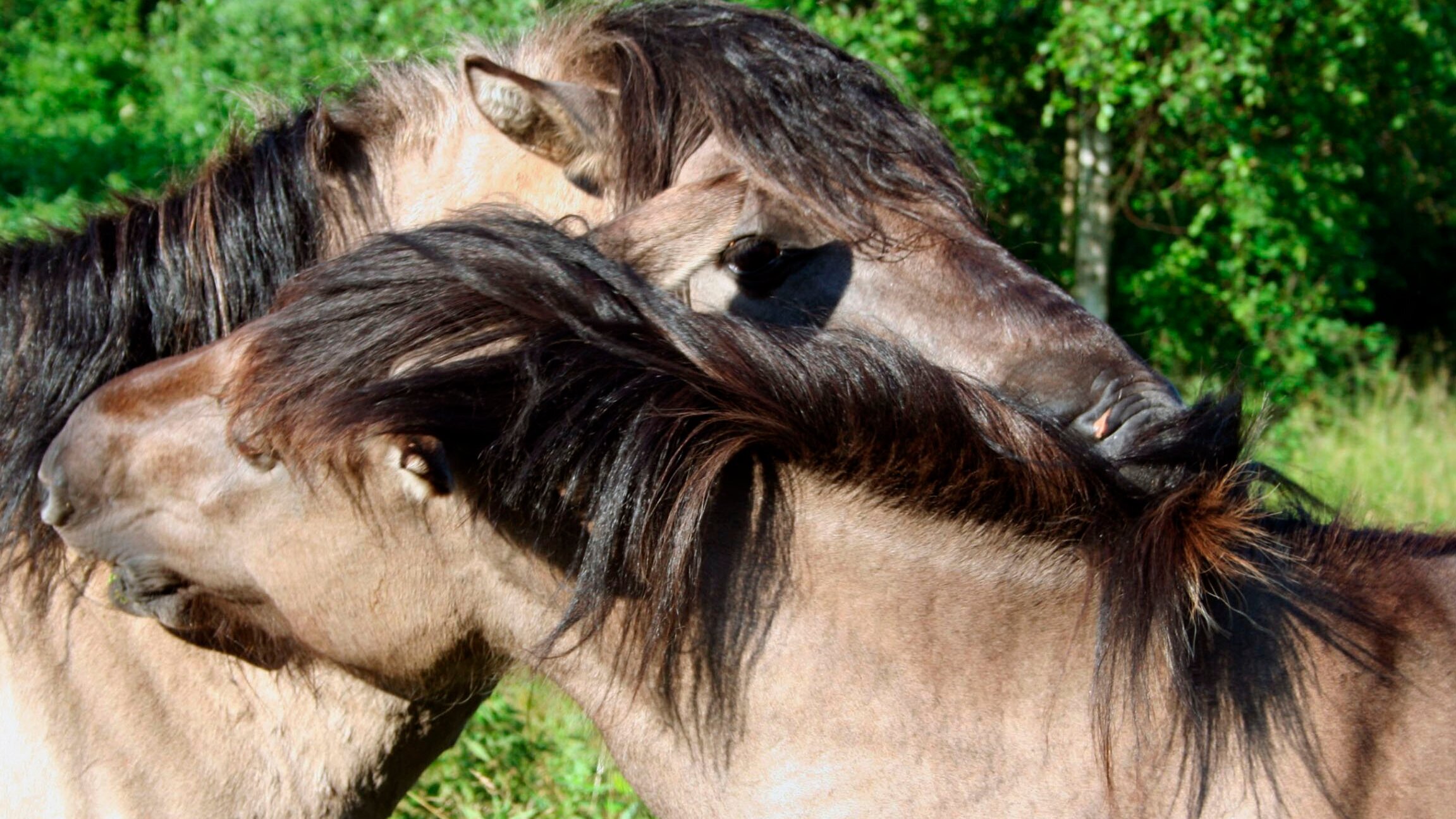 Geboren in der Urzeit – Pferde: Geschöpfe der Kälte und der Wüste