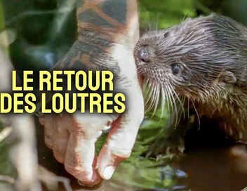 Le retour des loutres