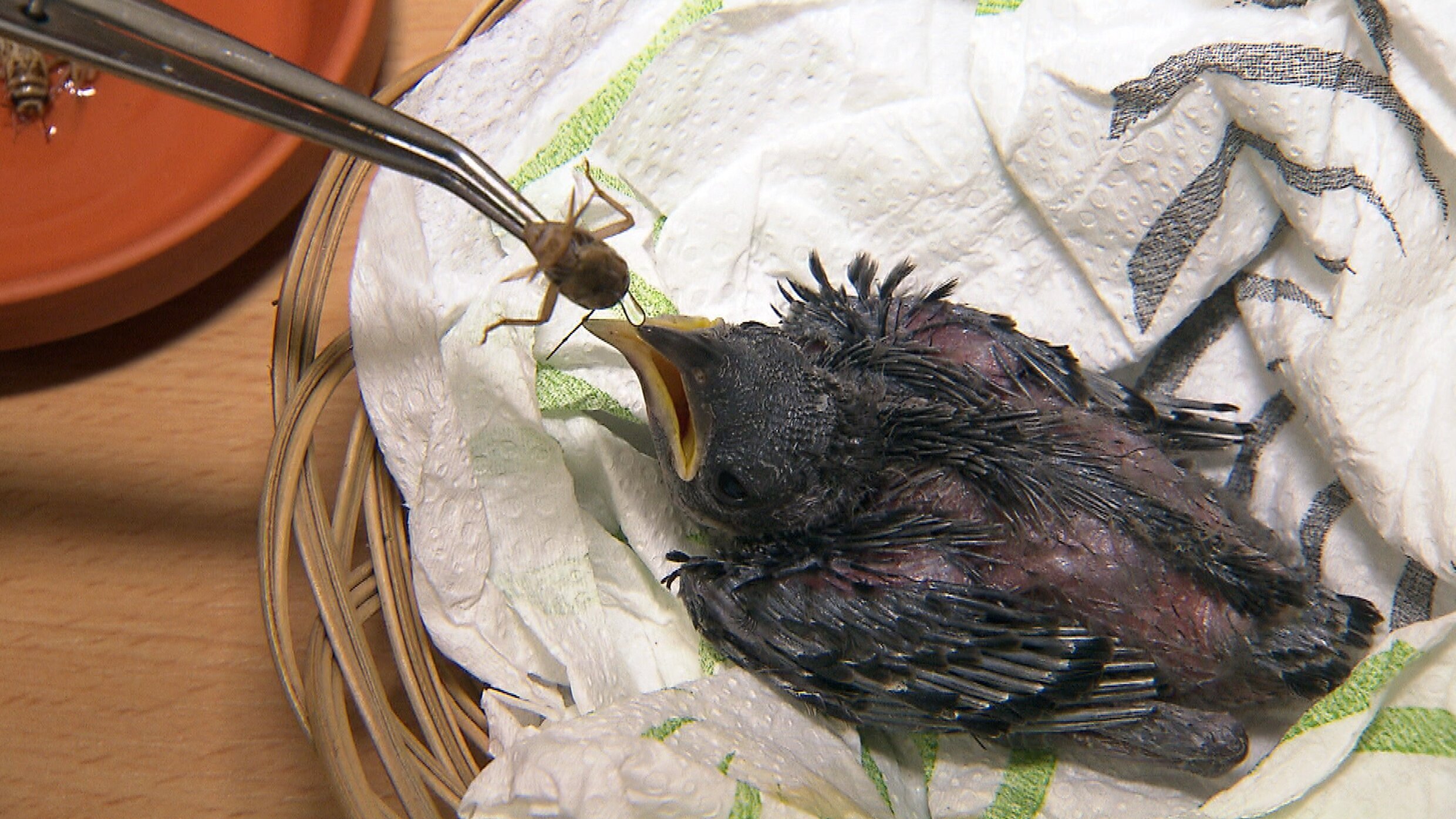 Panda, Gorilla & Co.