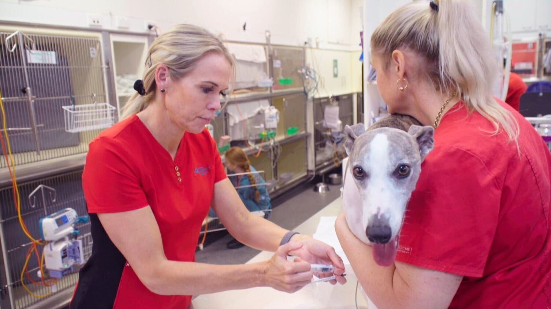 Australiens Tierrettung – Einsatz am Bondi Beach