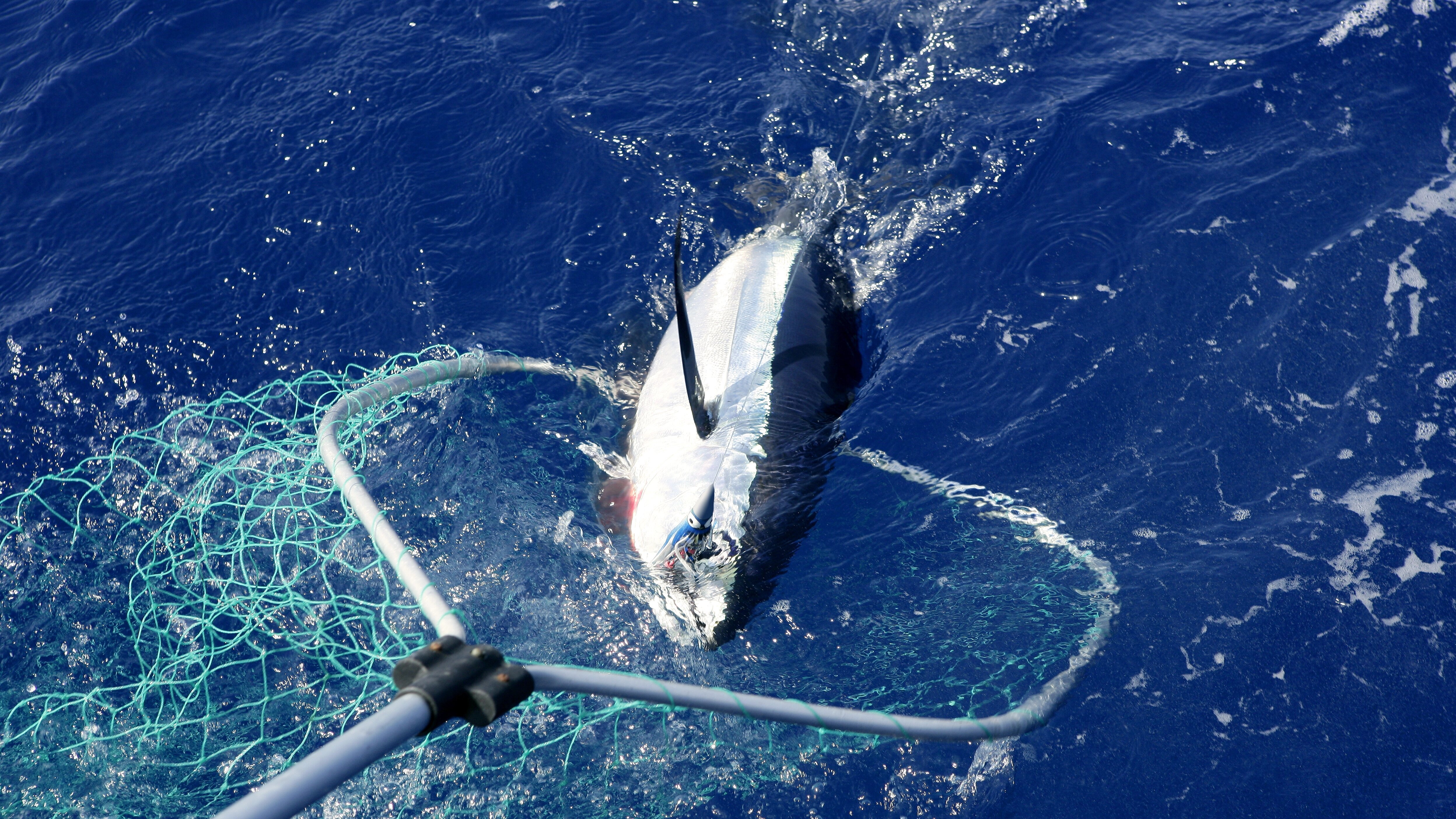 Harpoon Hunters