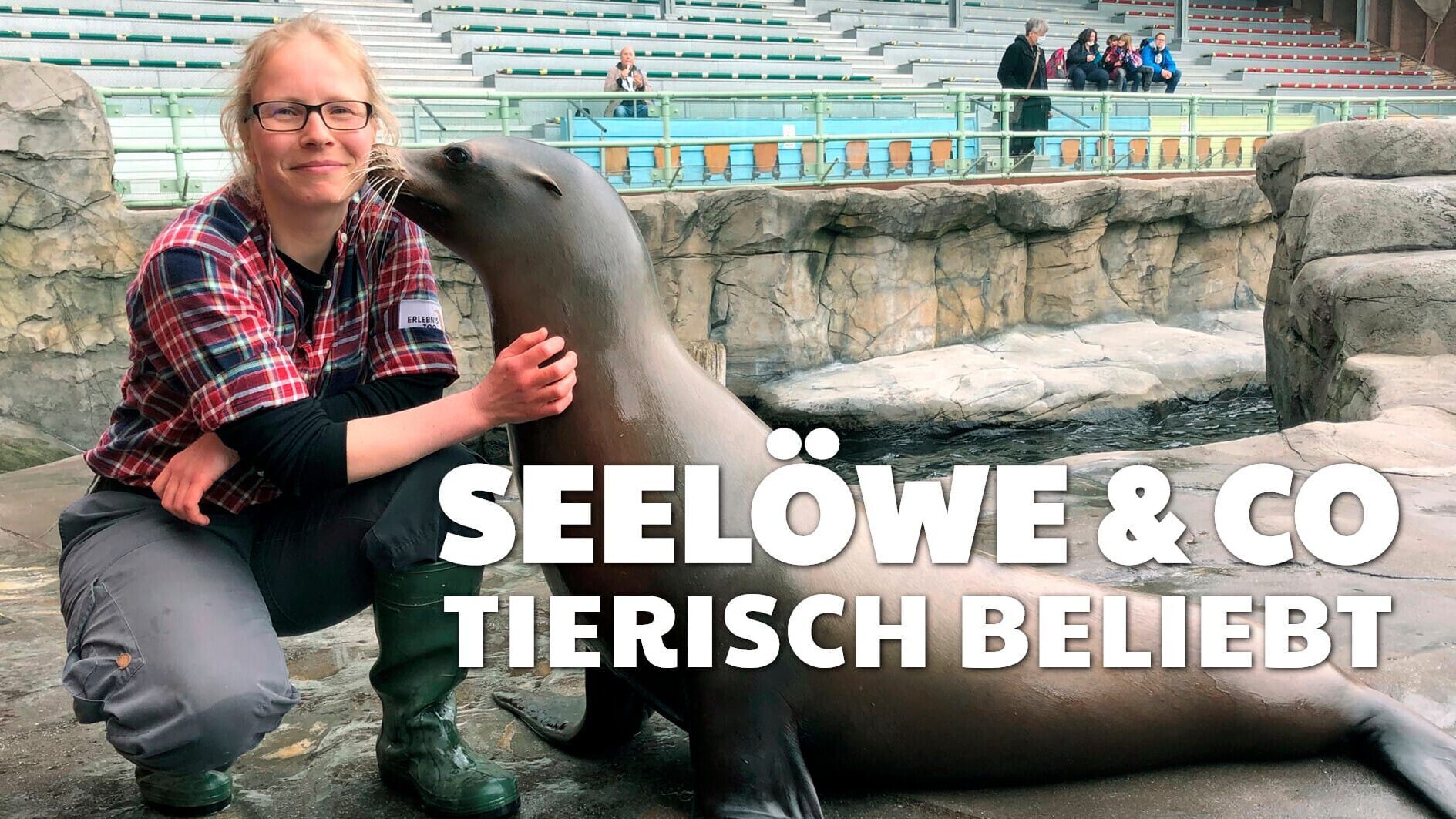 Seelöwe & Co. – tierisch beliebt