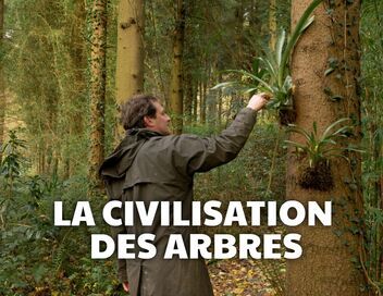 La civilisation des arbres