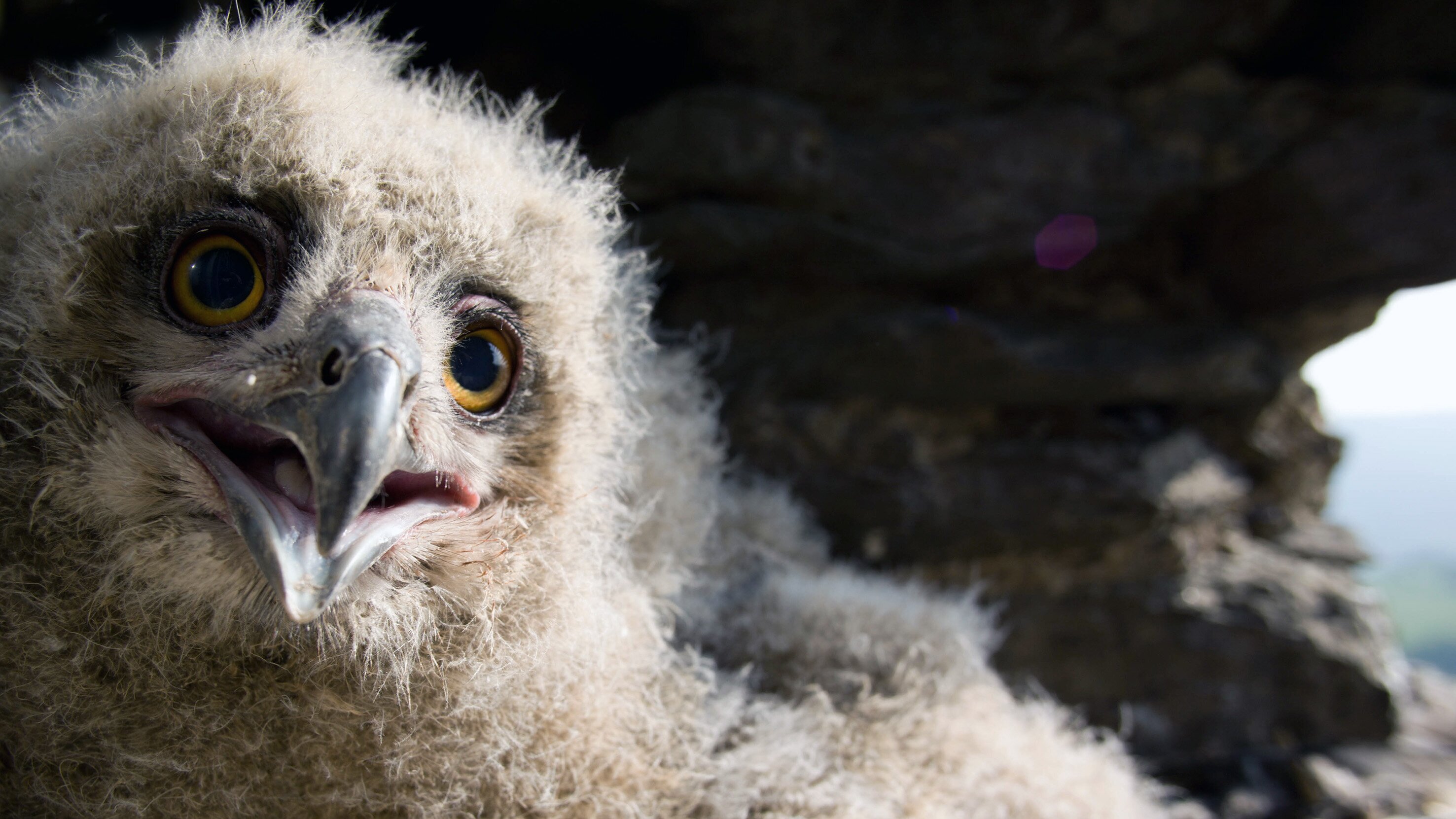 Unsere Wälder – Netzwerk der Tiere