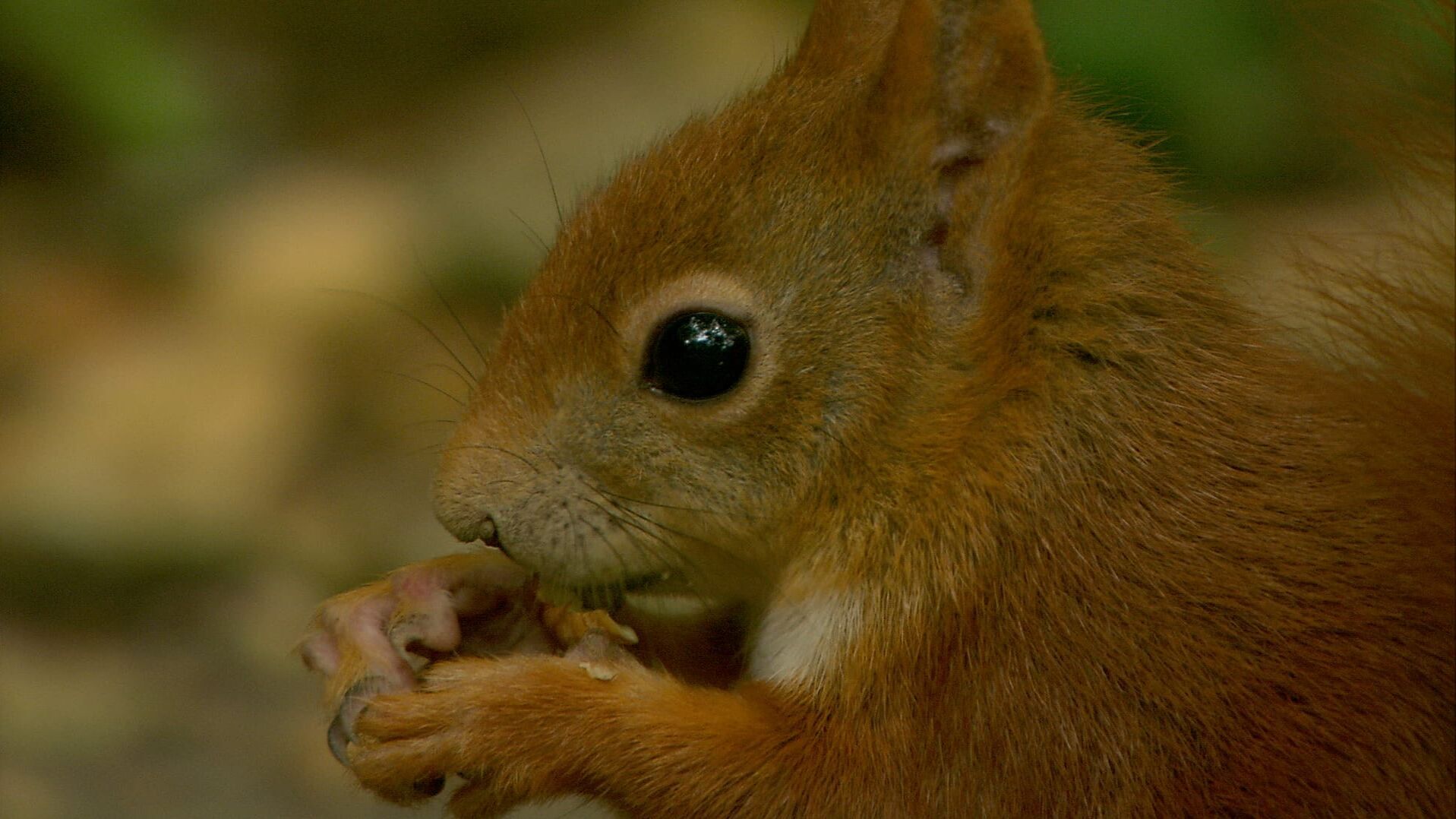 Das vergessliche Eichhörnchen