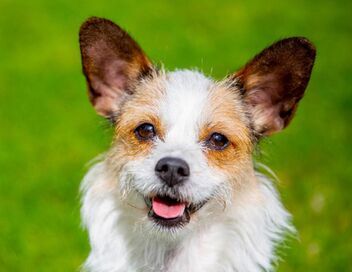 Dog House : un chien pour la vie