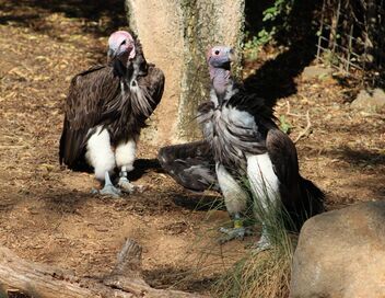 Au coeur du zoo le plus beau du monde