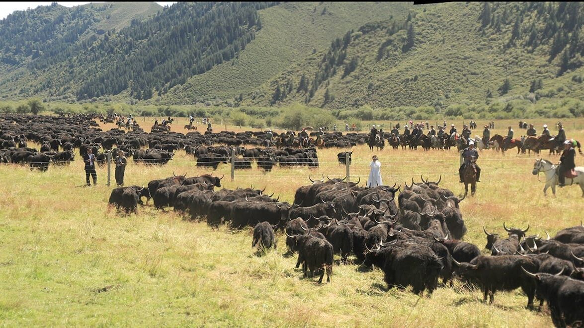 Wilder Yak – Wildes China