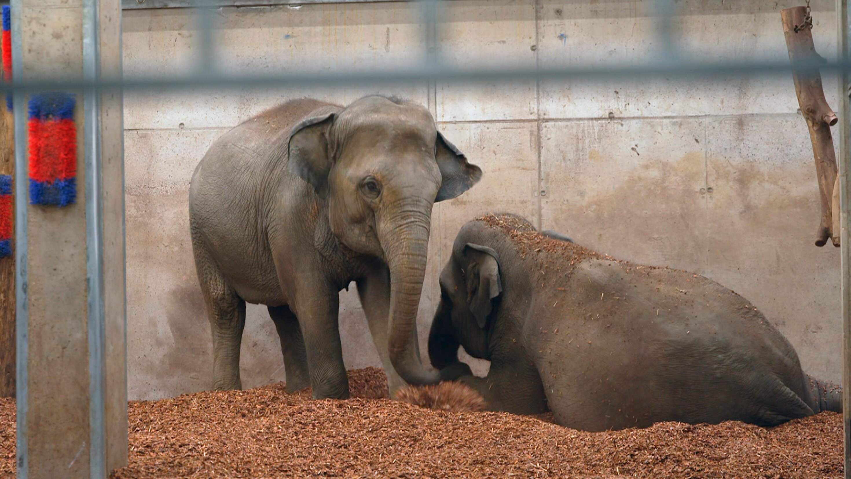 Seelöwe & Co. – tierisch beliebt