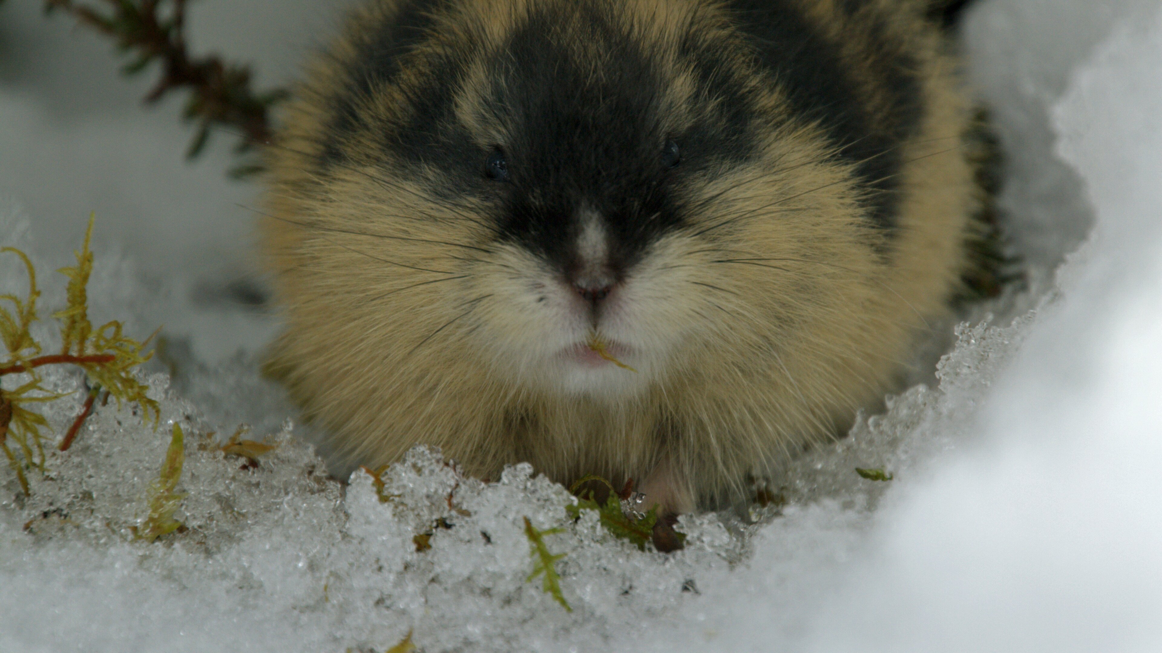 Naturwunder des Nordens – Lemminge