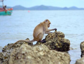 Primates, affaires de famille