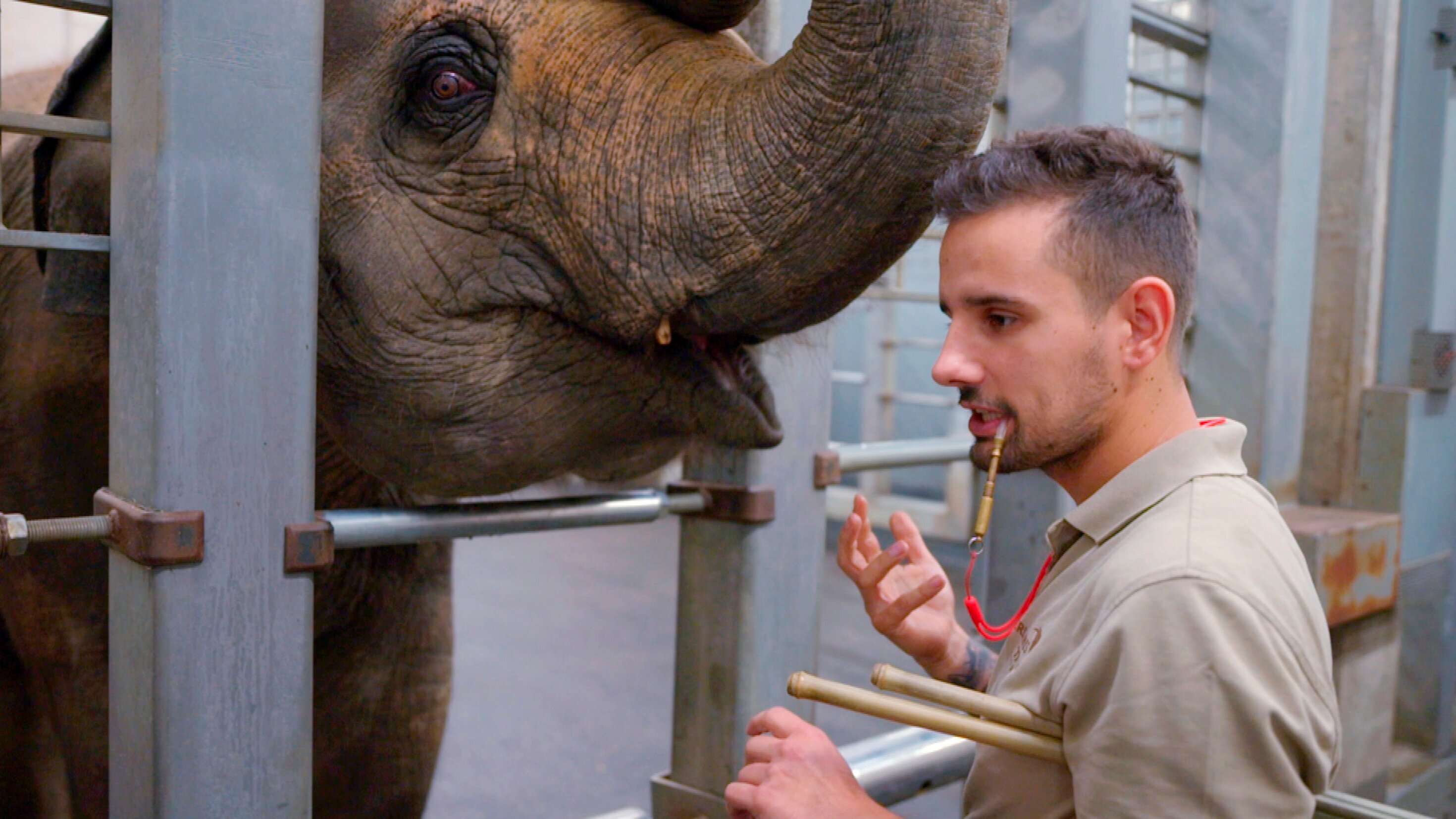 Seelöwe & Co. – tierisch beliebt