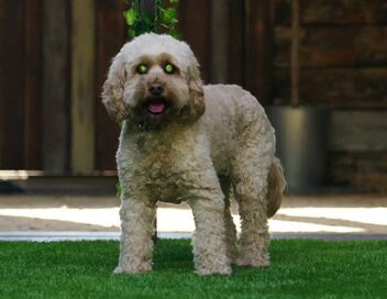 Dog House : un chien pour la vie