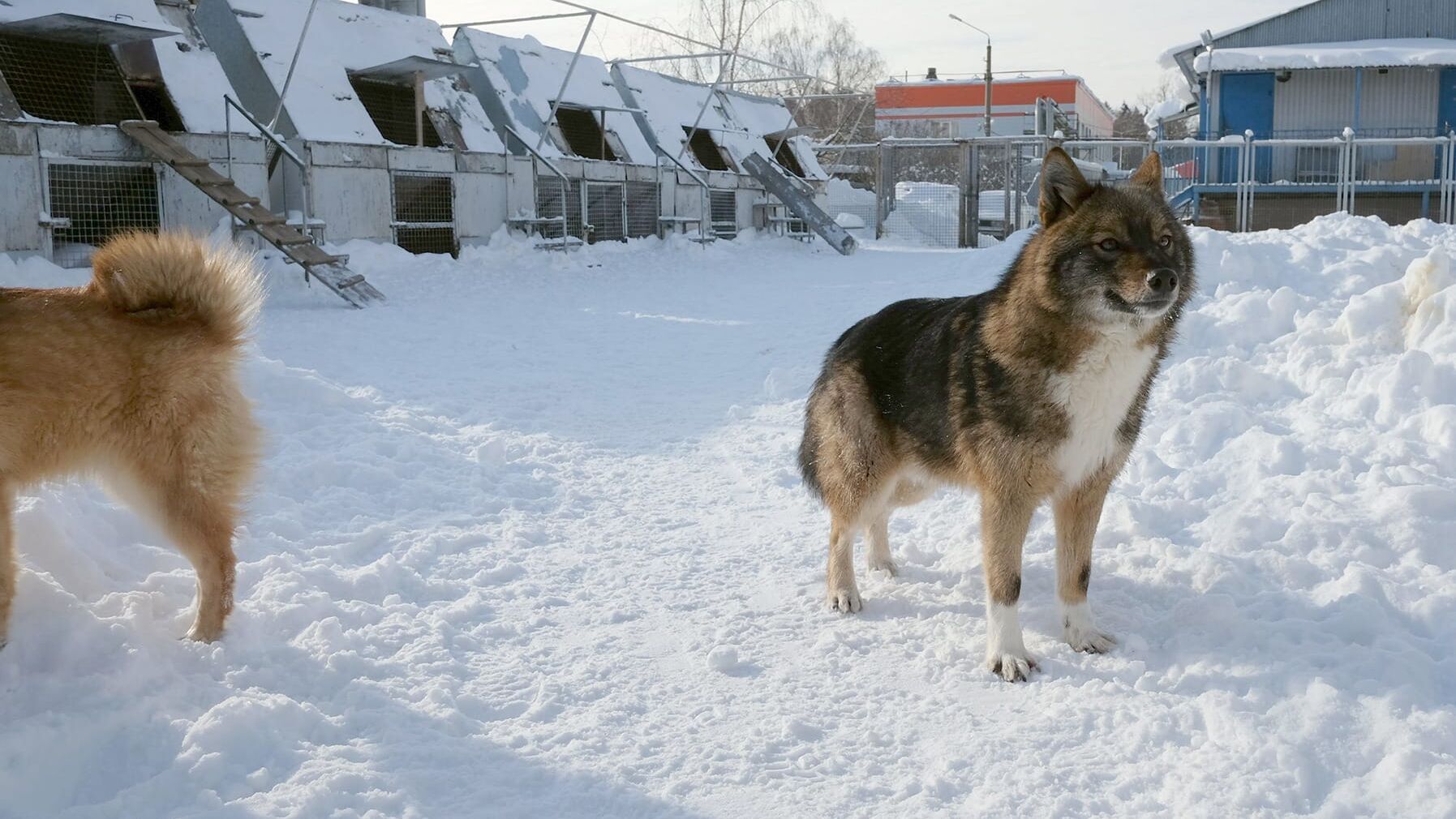 Moskaus berühmte Sprengstoffhunde