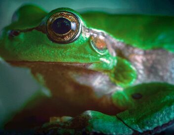 La fabuleuse aventure des amphibiens
