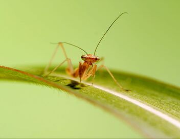 Les vrais maîtres de la Terre : Les insectes